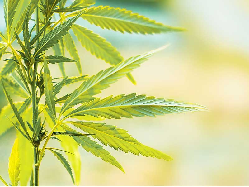 It's National CBD Day!